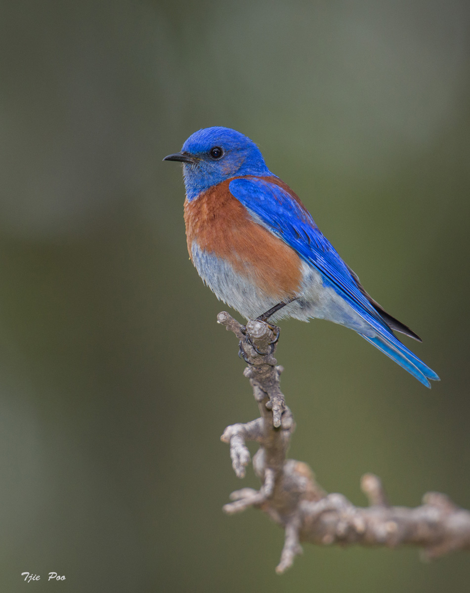 Western Bluebird