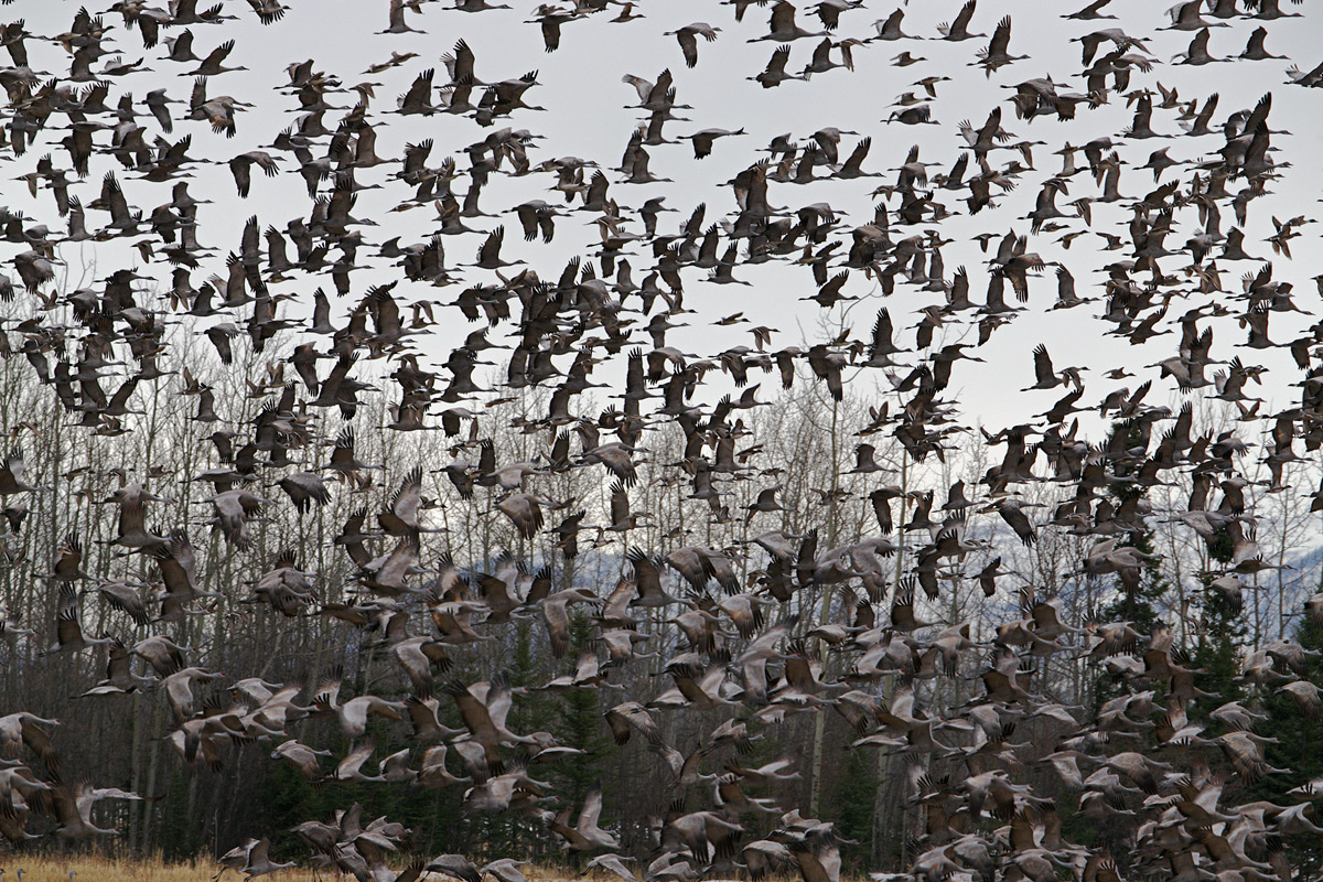 A Chaos of Cranes