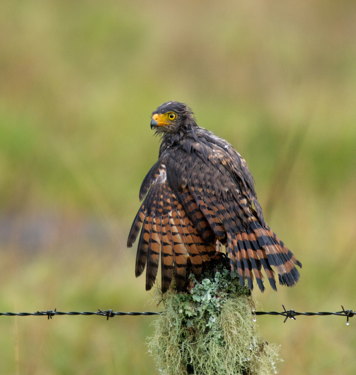 Drenched Roadside Hawk