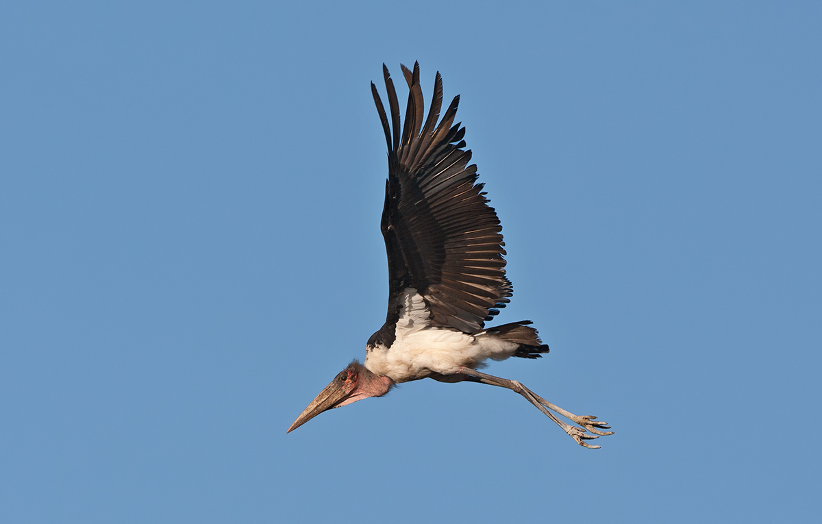 Even Uglier Bird