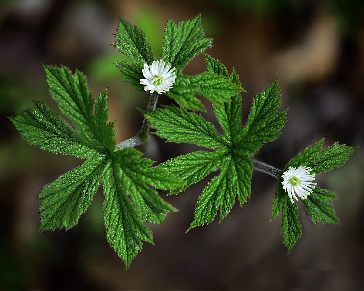 Goldenseal