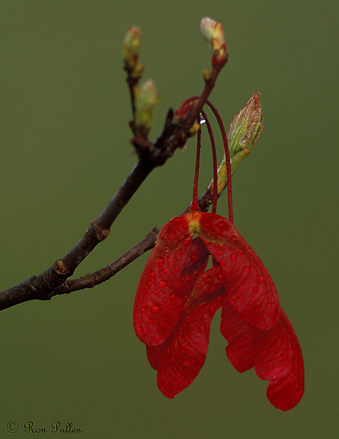 Maple Pods  WC #584