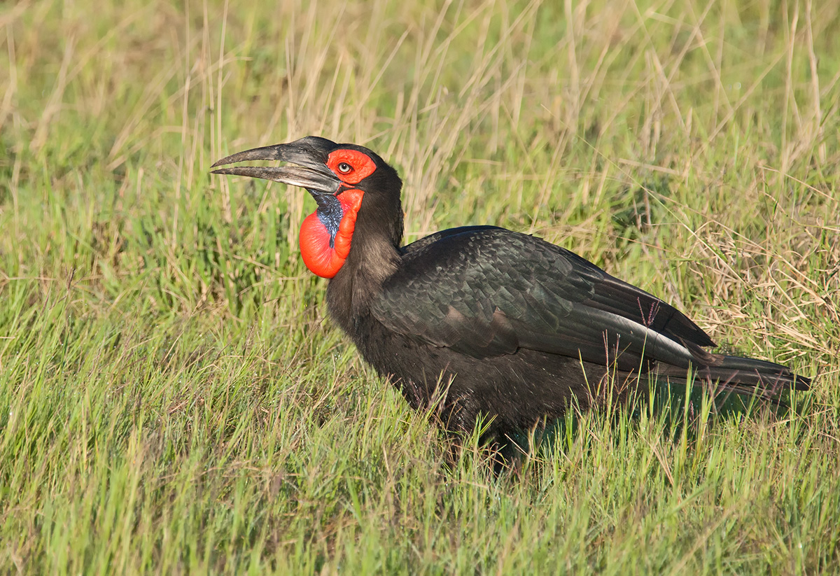 Southern Ground Hornbill