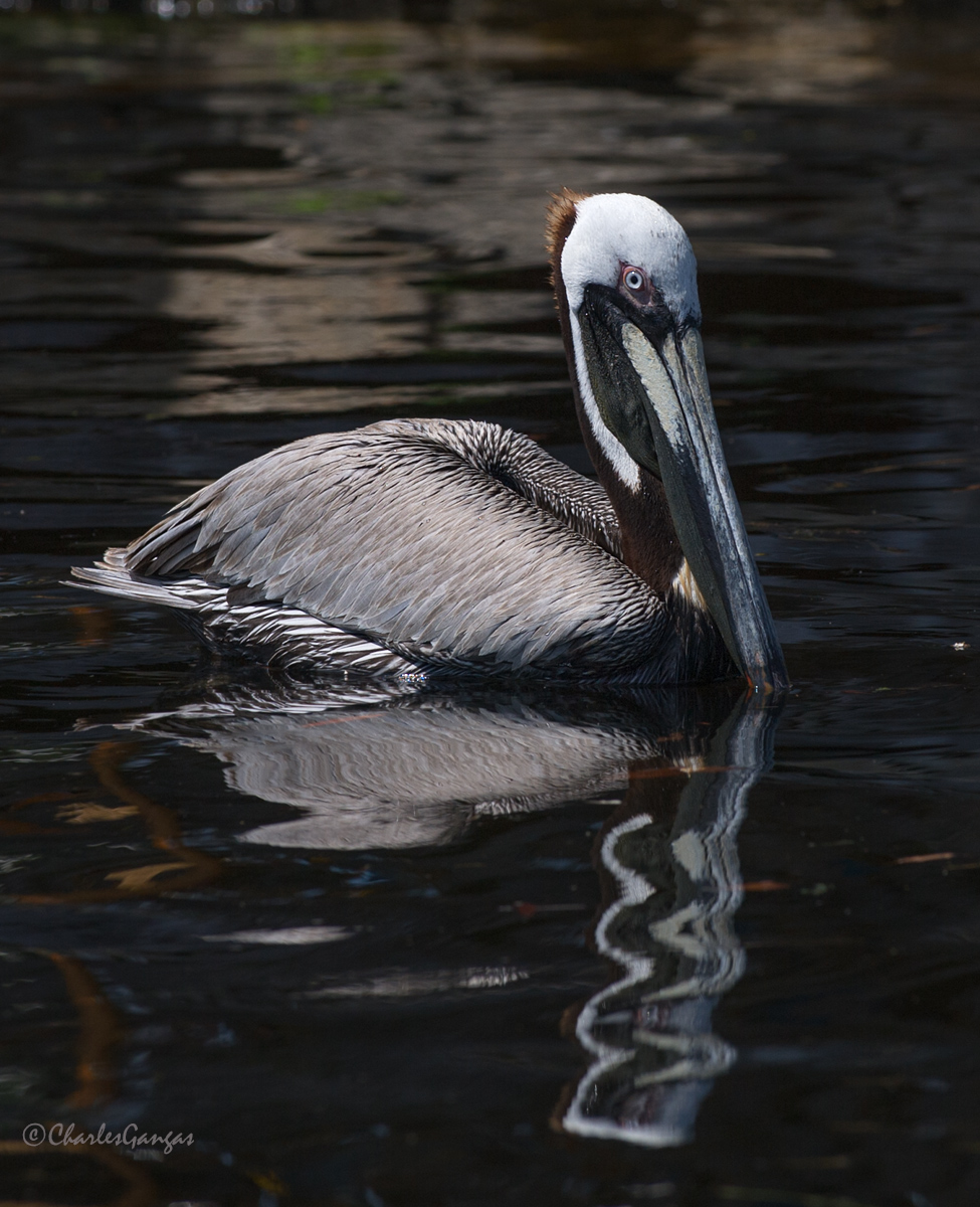Brown Pelican