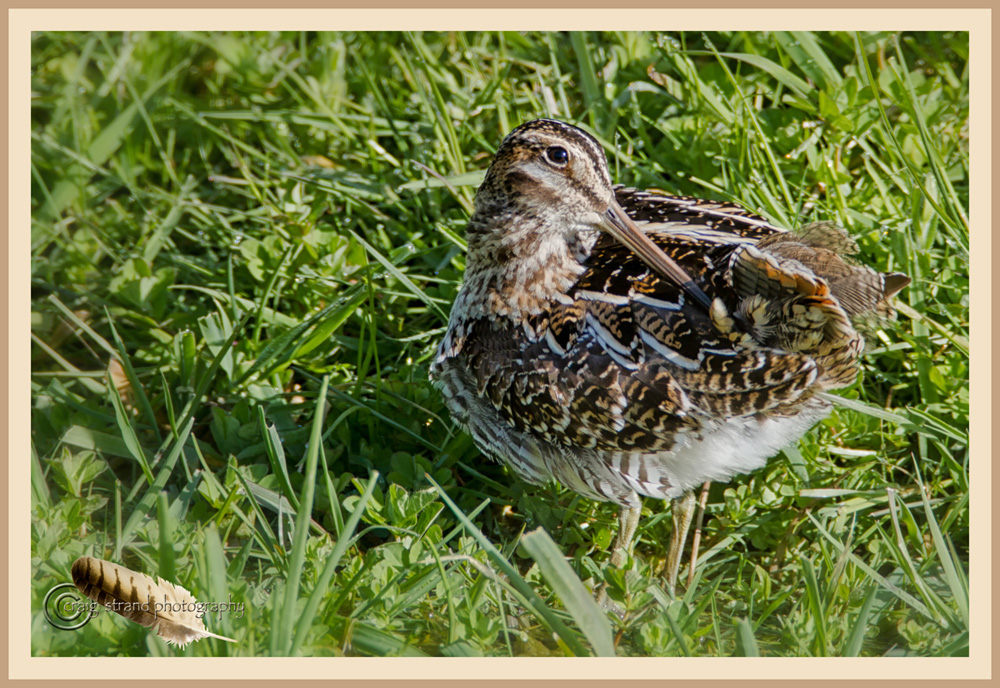 Preening