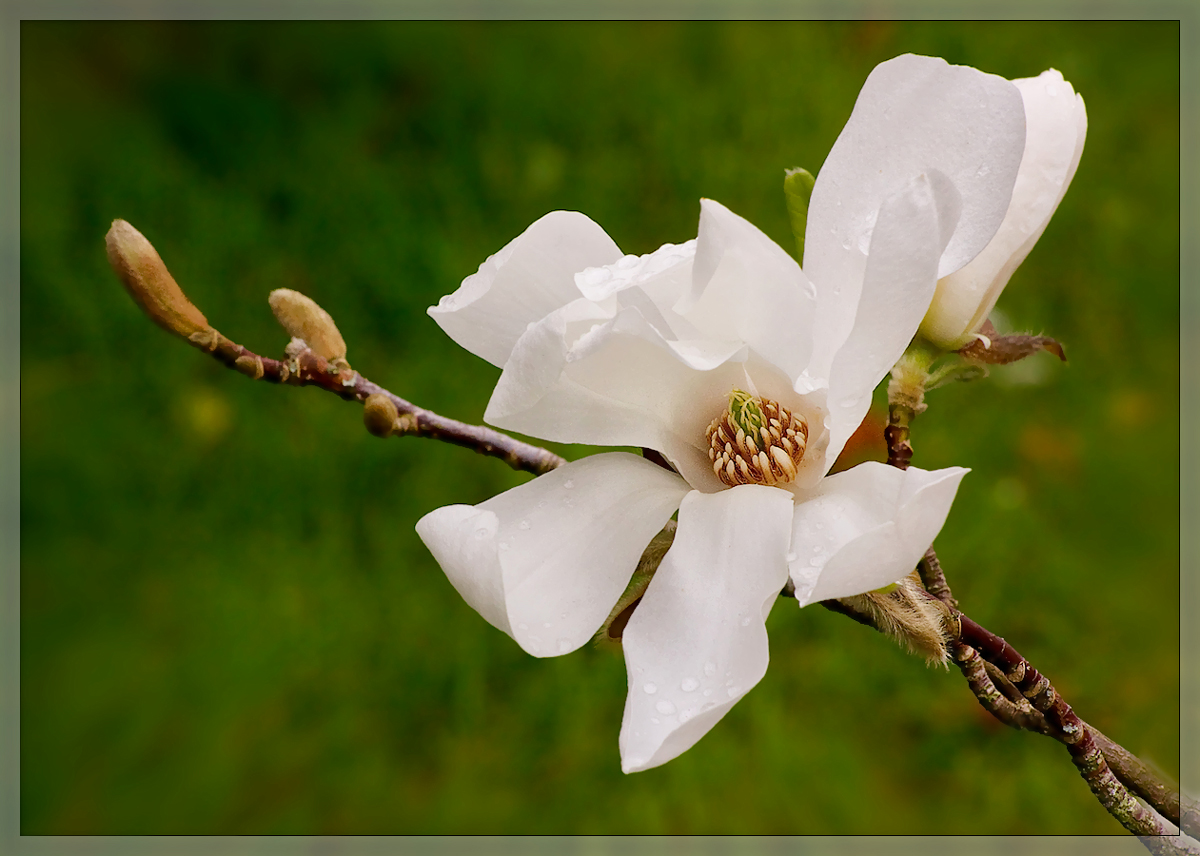 Stellata Magnolia