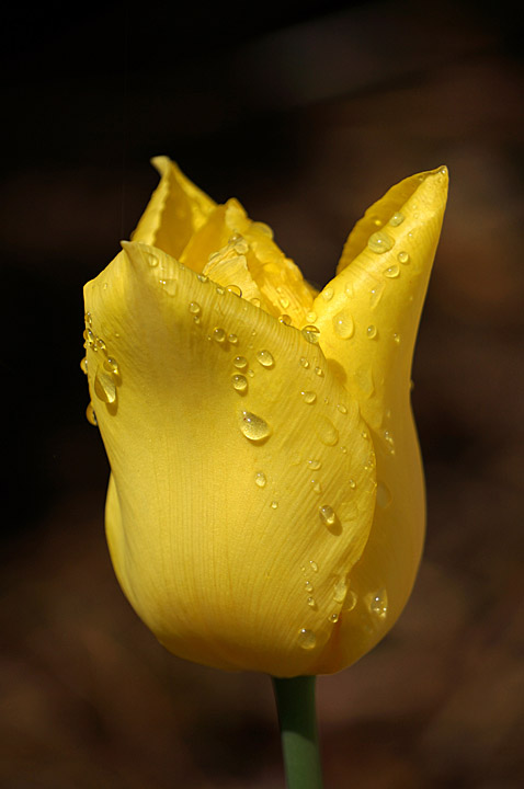 Regal Tulip WC #584