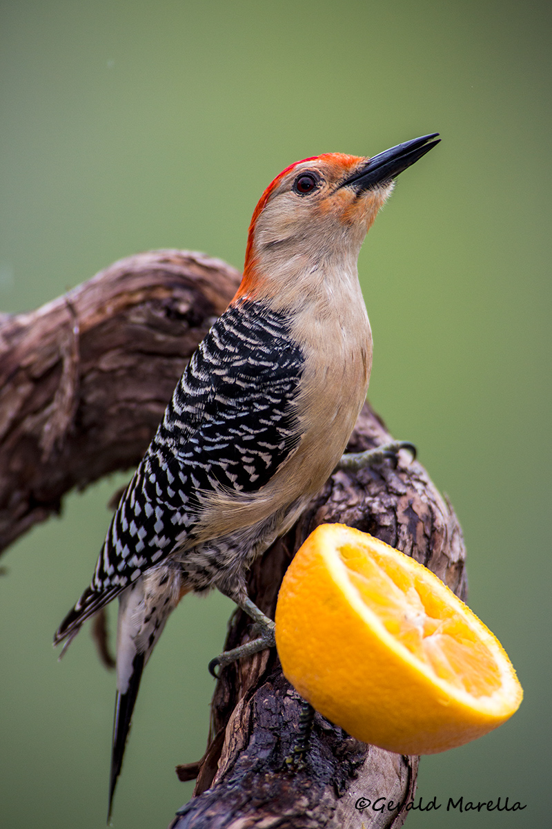 Redbellied Woodpecker