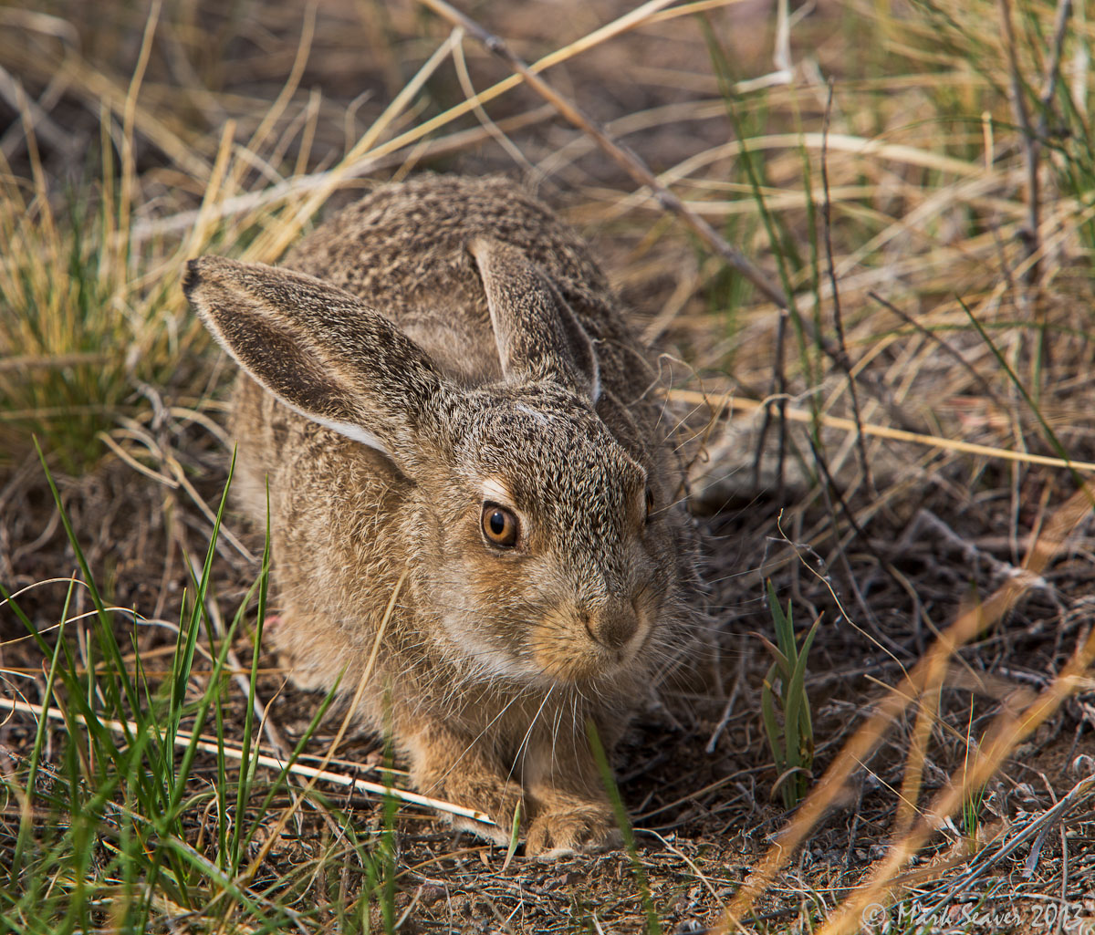 Hare Stalks Photog