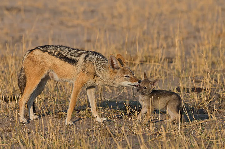A Mothers Love