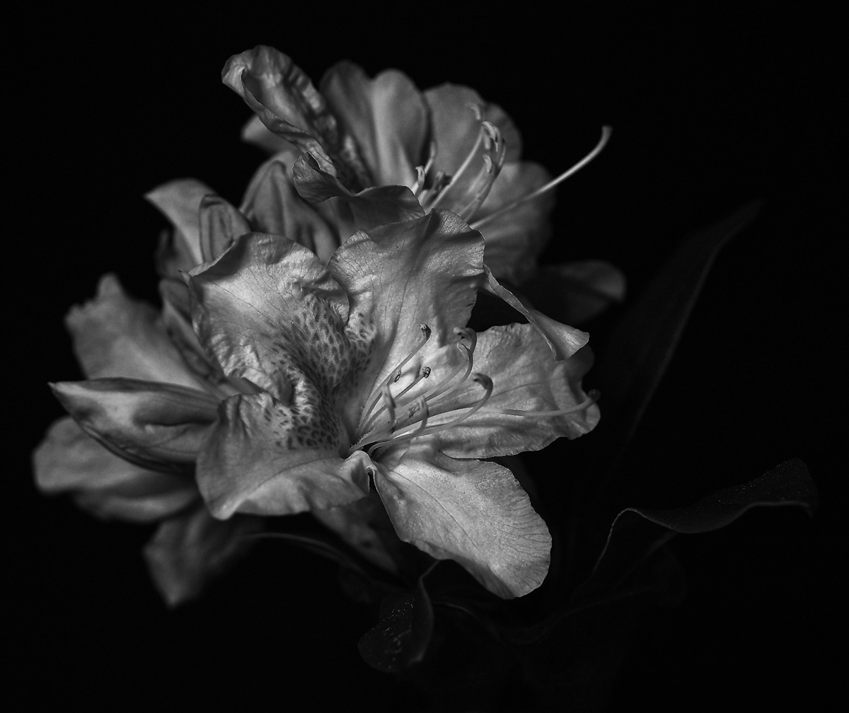 Rhododendron 