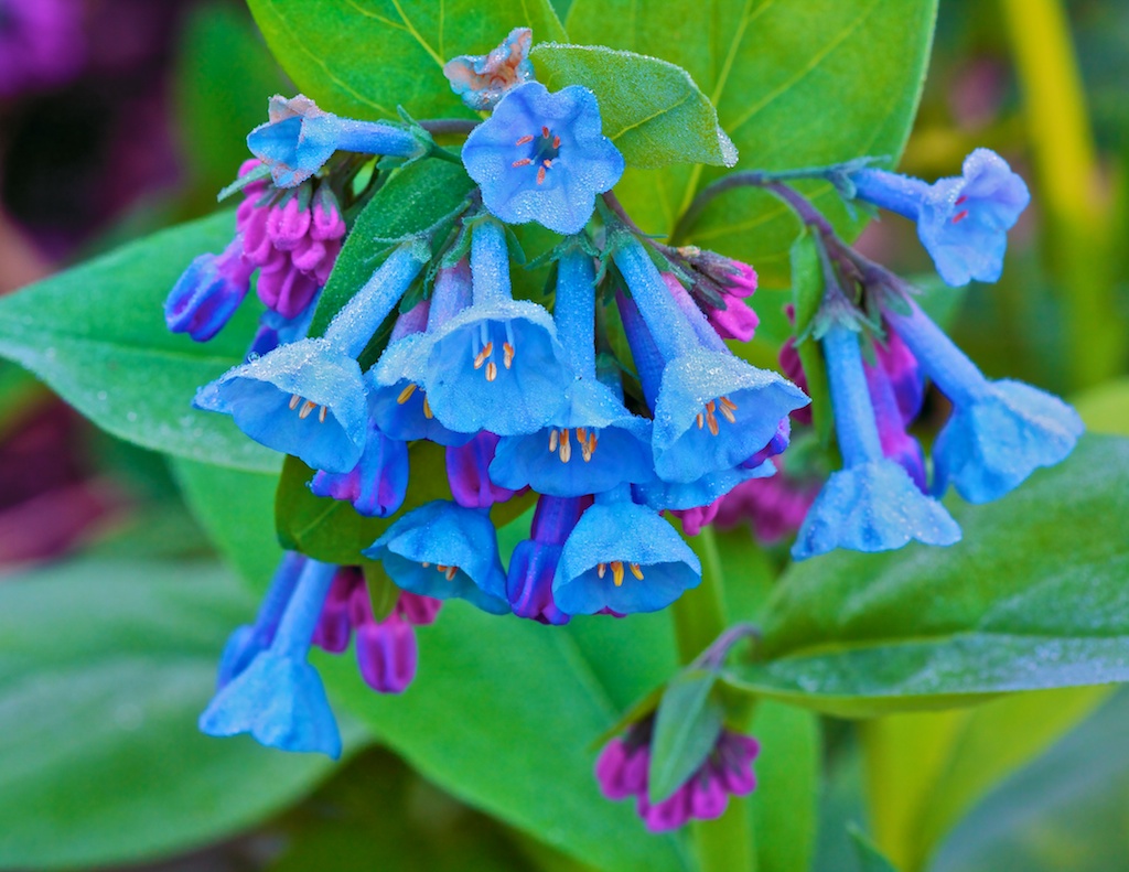 Bluebells