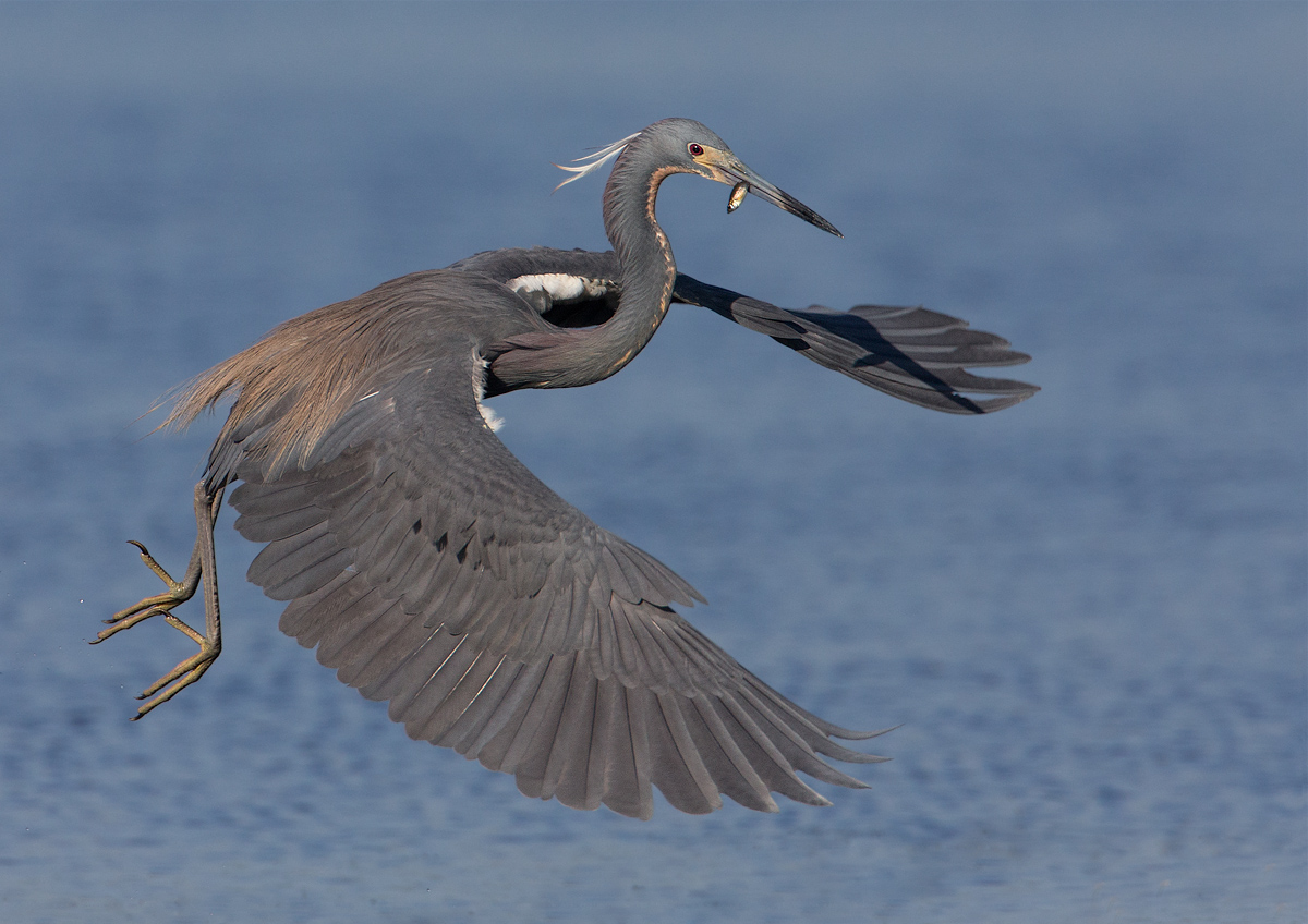 Tri-colored Heron