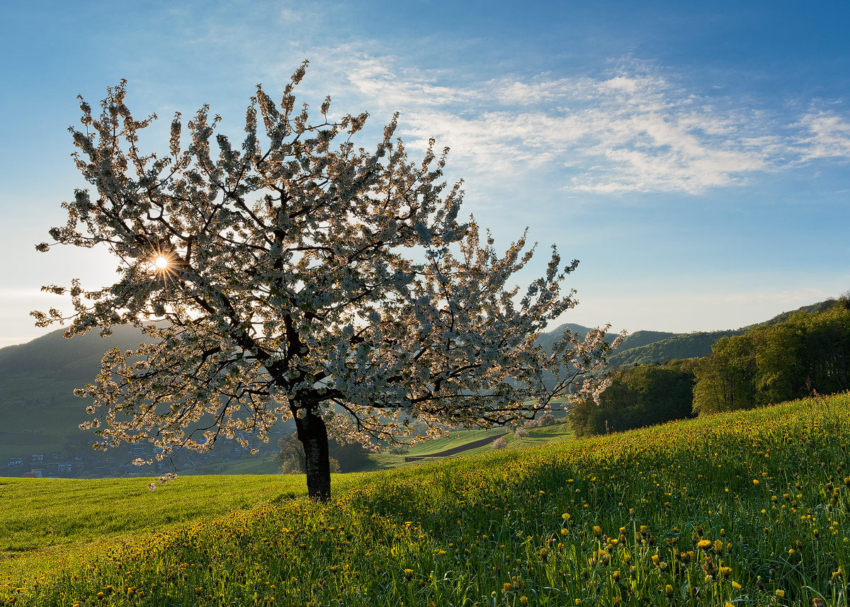 Spring Morning