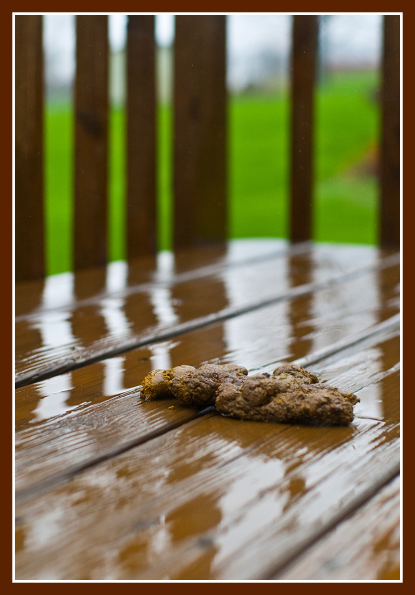 WC#584 The Rule of Turds