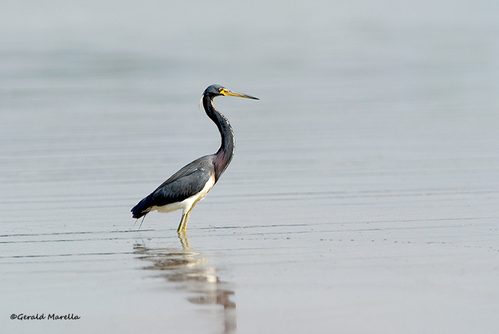 Tricolored Heron