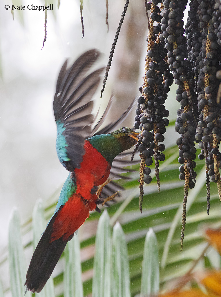 Golden-headed Quetzal