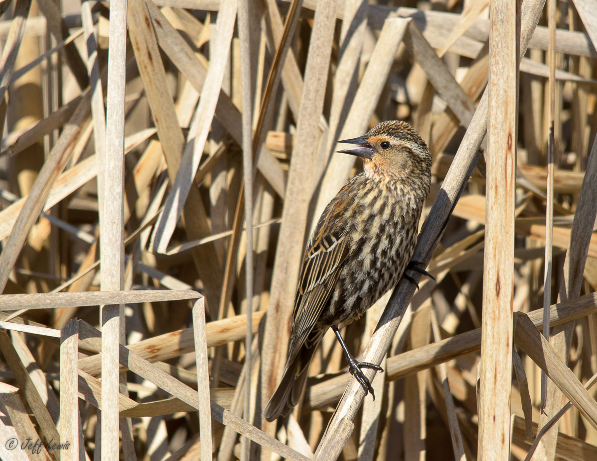 Red winged BB female