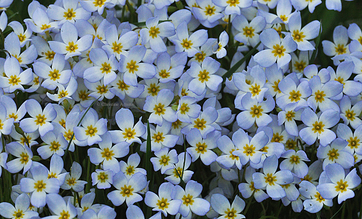Bluets, with repost