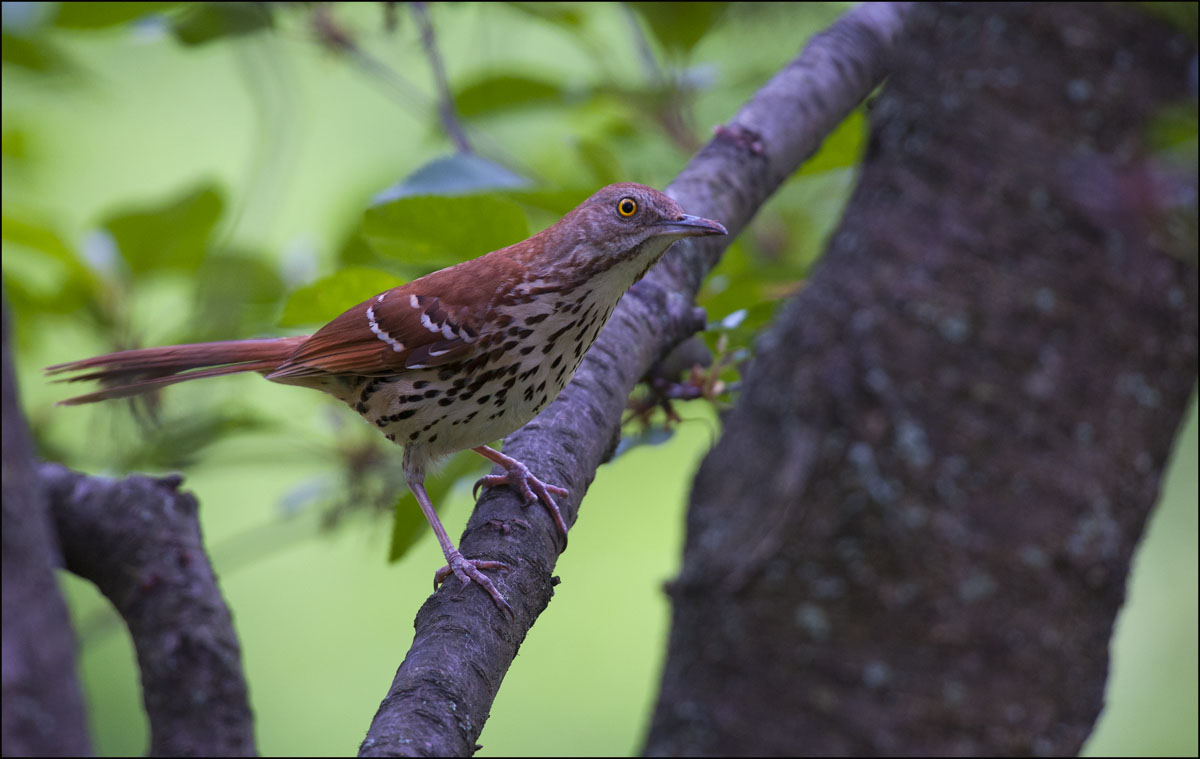 Brown Thrasher