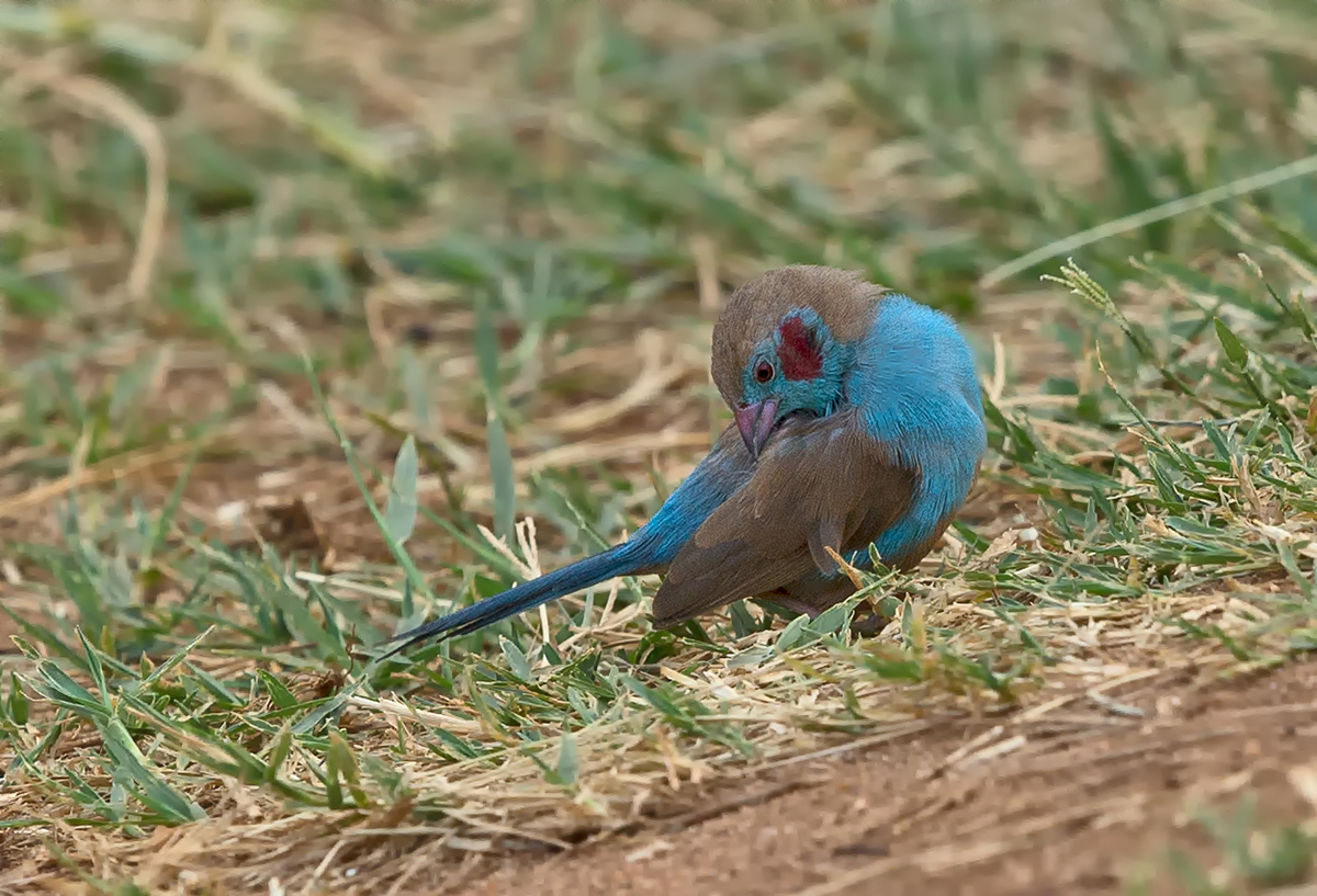 Red-Cheeked Cordon Bleu
