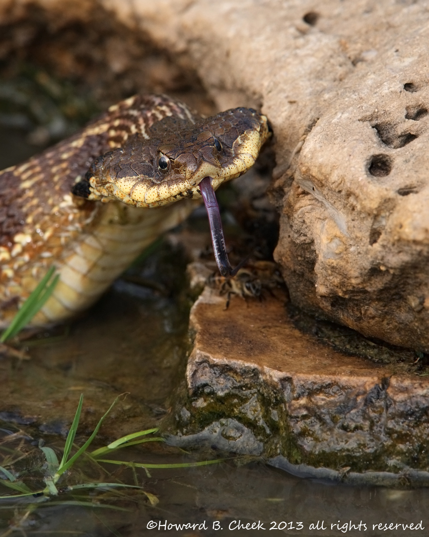 Puff Adder