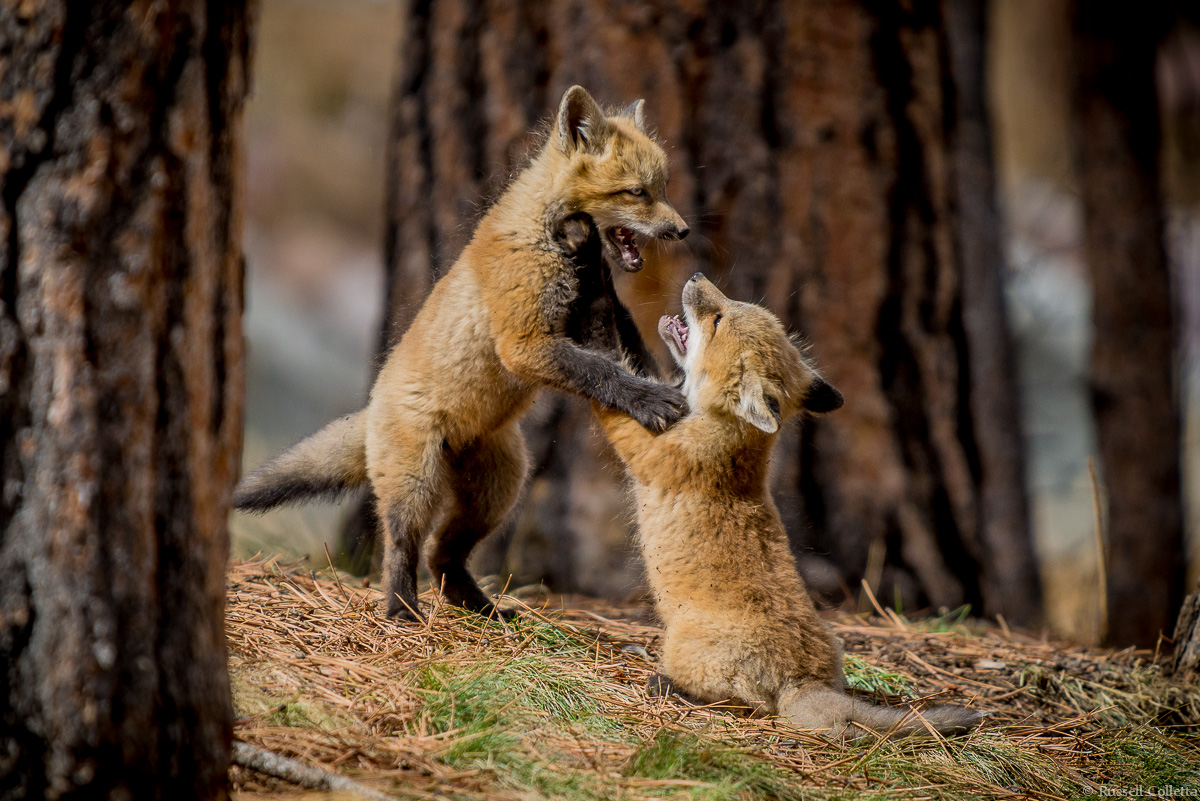 Who's the Boss?