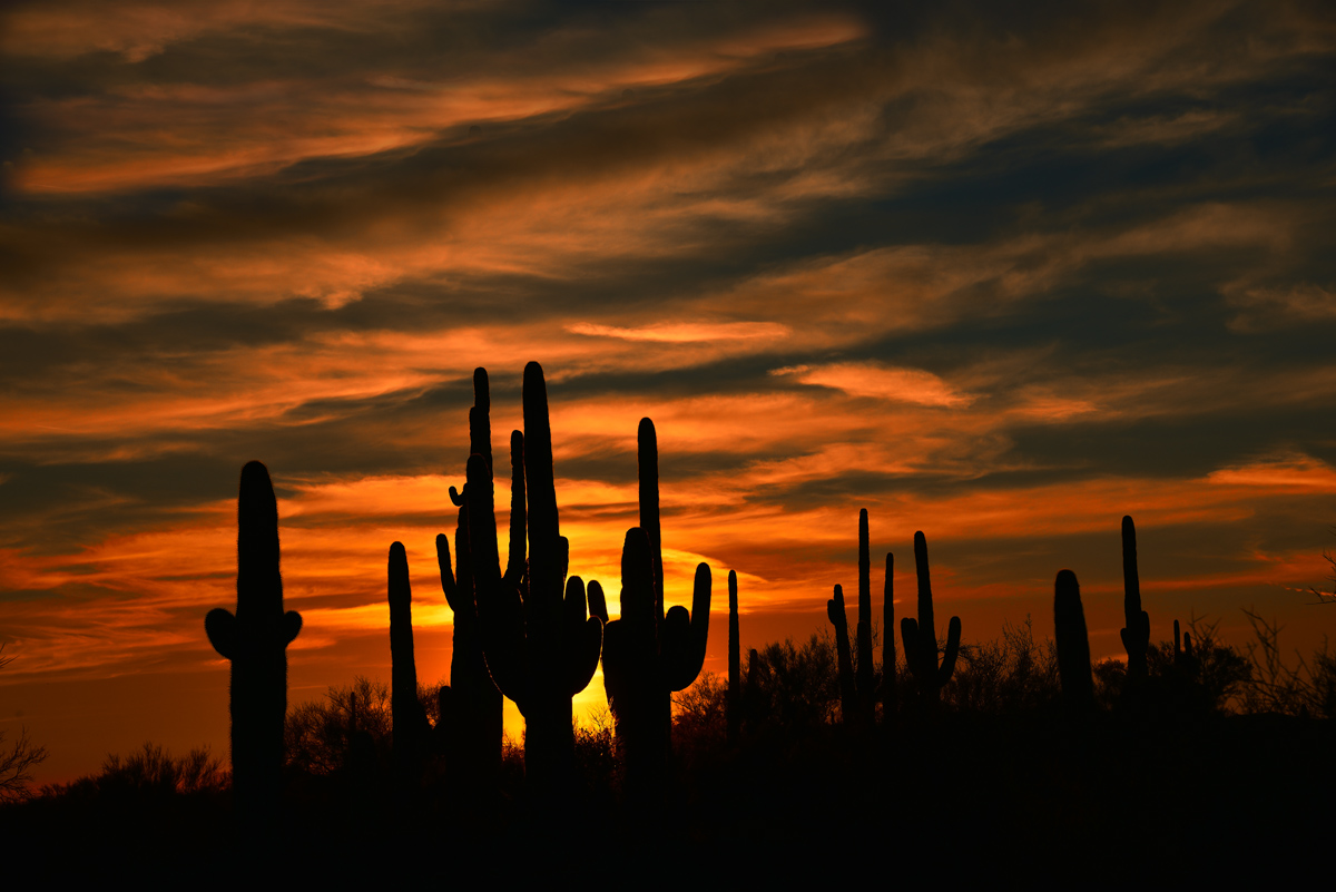 Saguaro Sunset