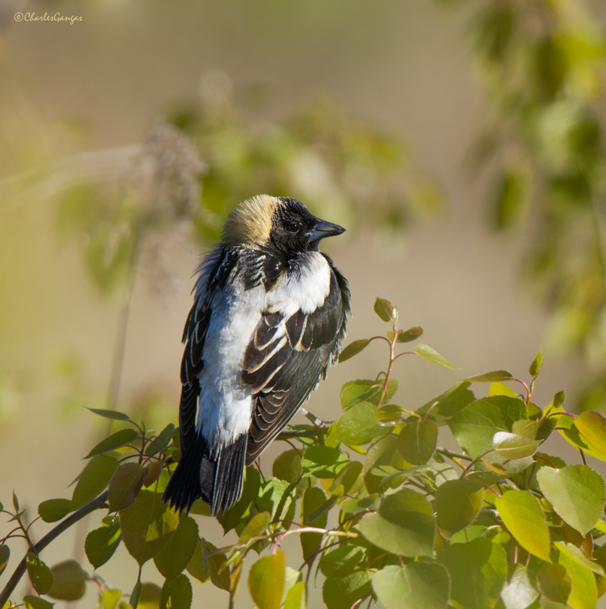 Bobolink