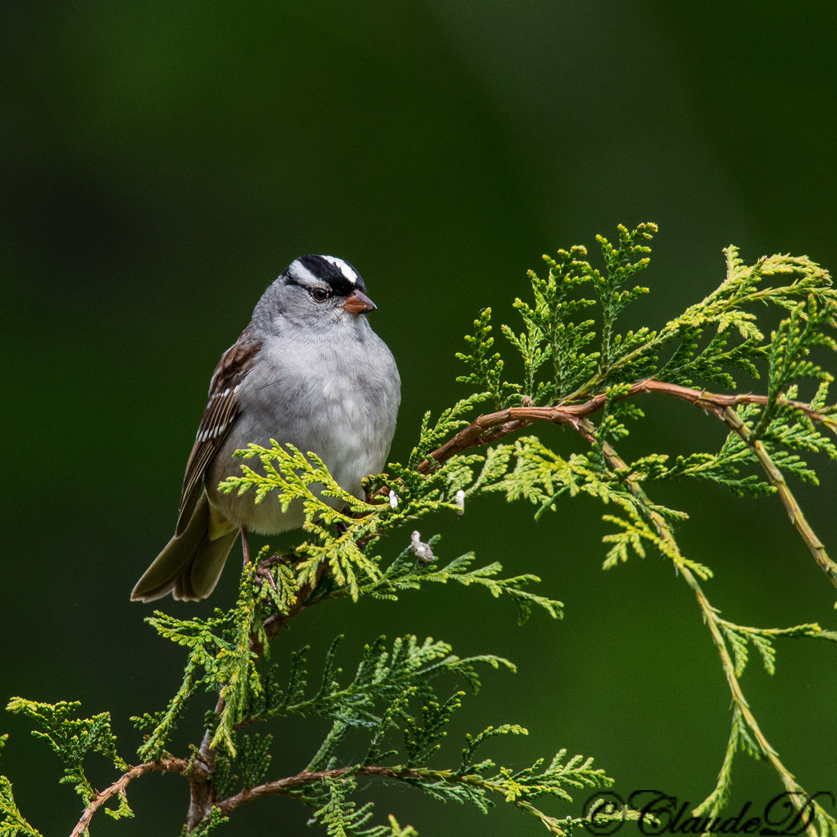Wh.- Crowned Sparrow 