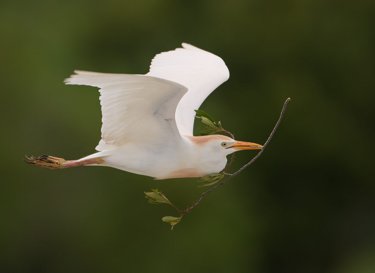 Cattle egret w/repost