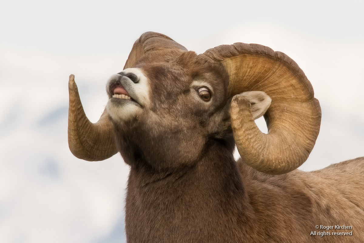Flehming Bighorn Ram