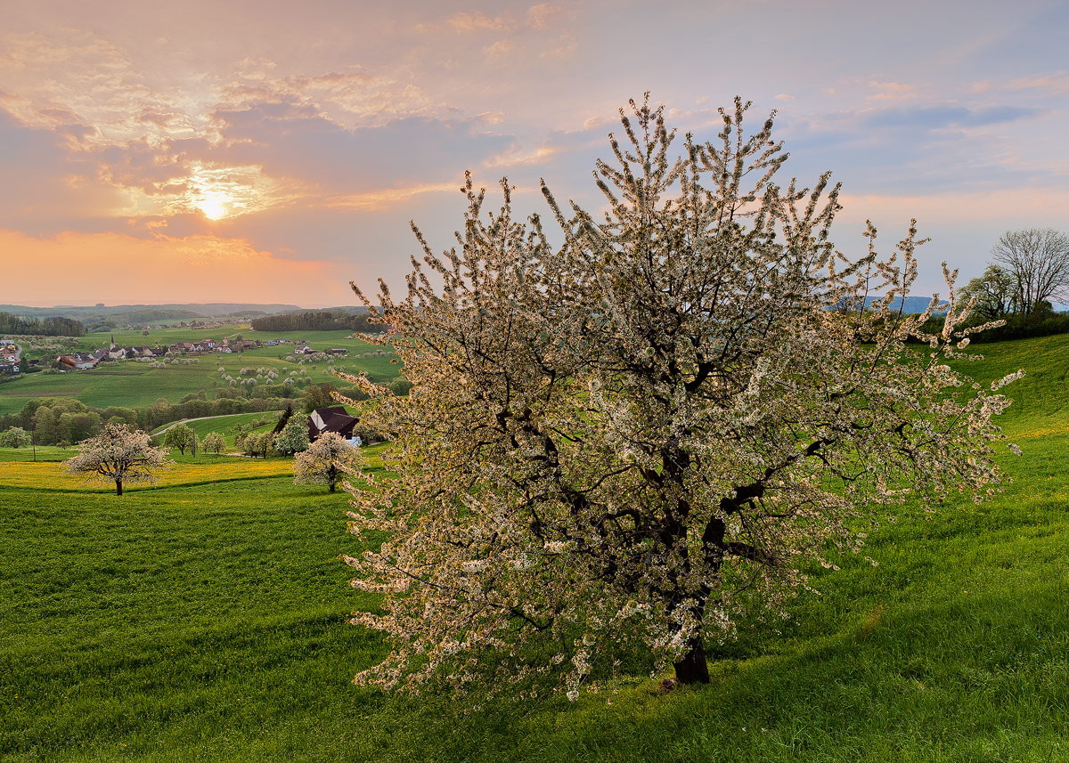 Springscapes
