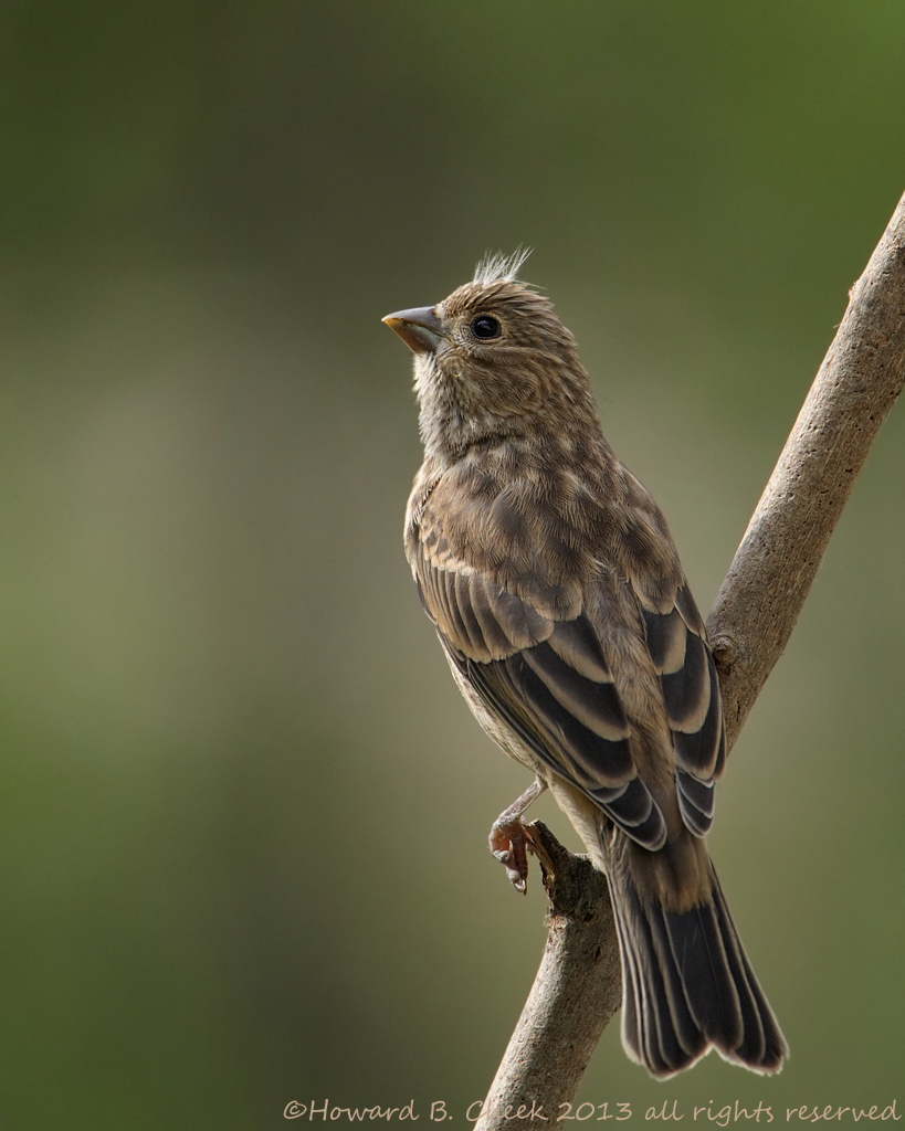 Common Beauty