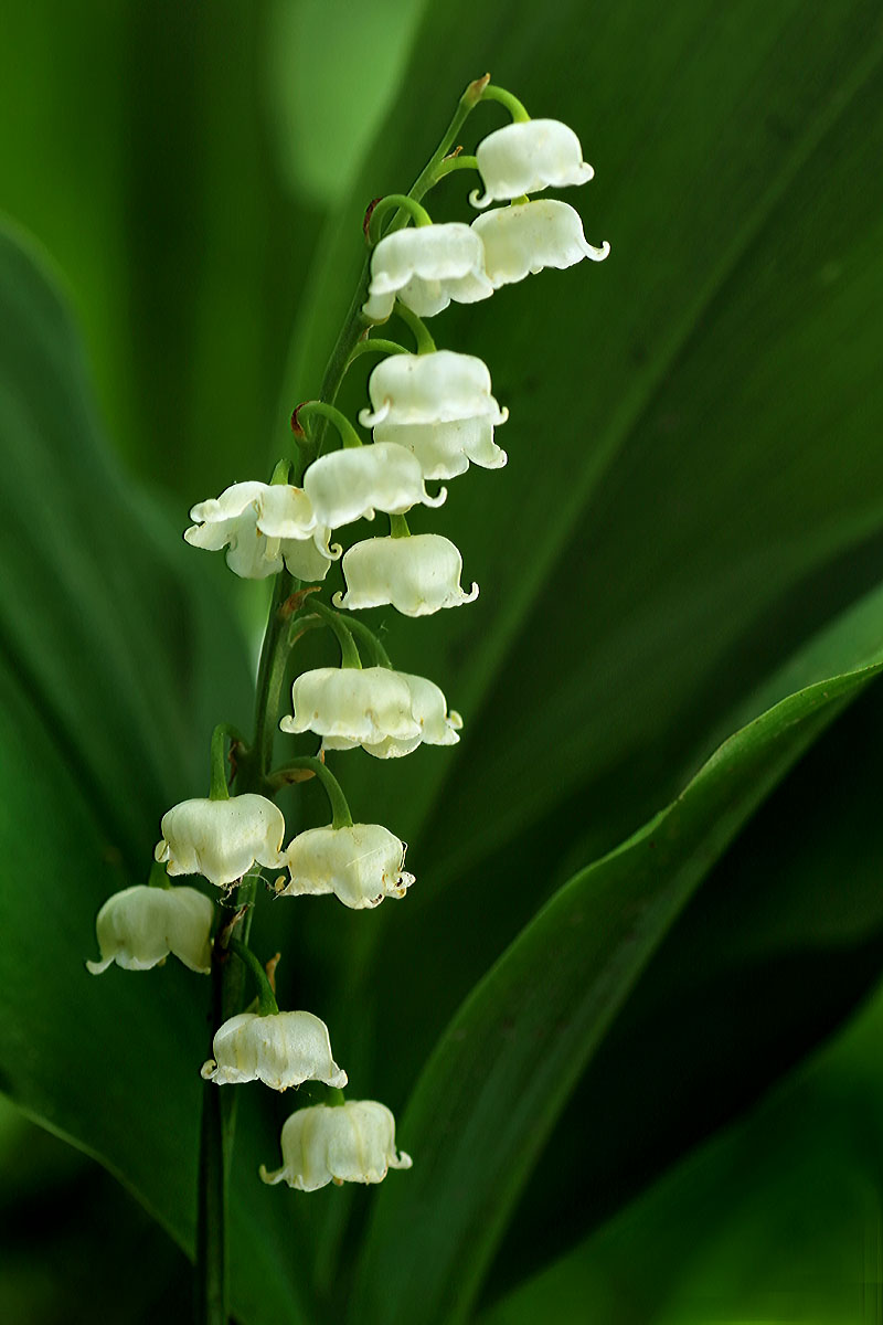Lily of the Valley