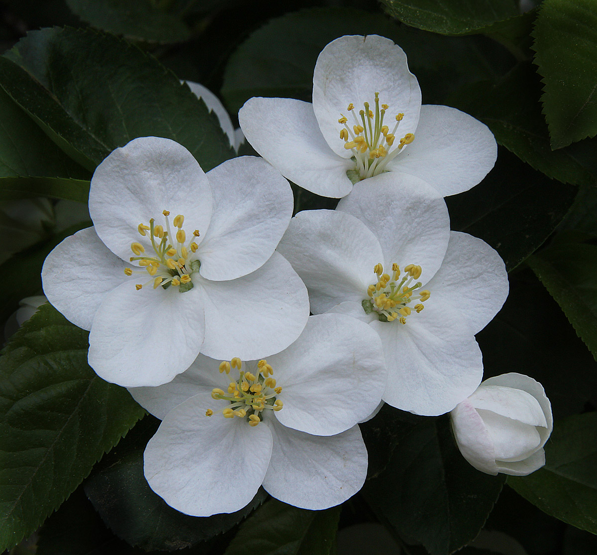 Flowering Crabapple