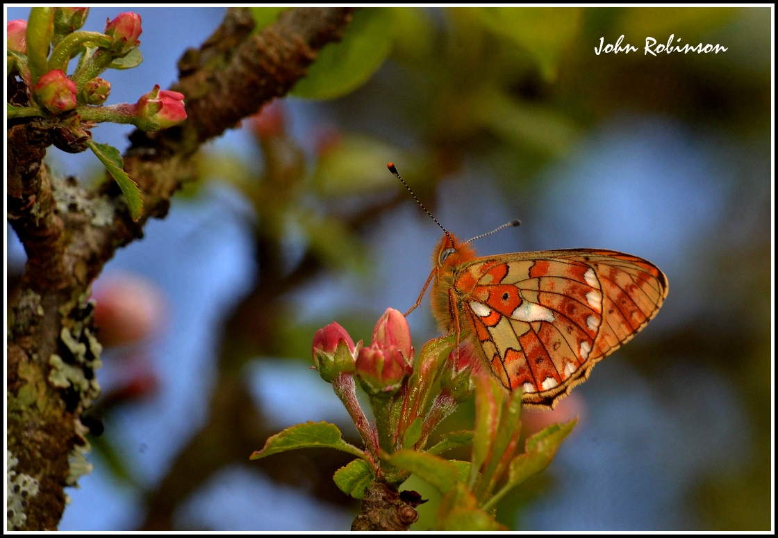 Pearl Bordered Fritillar