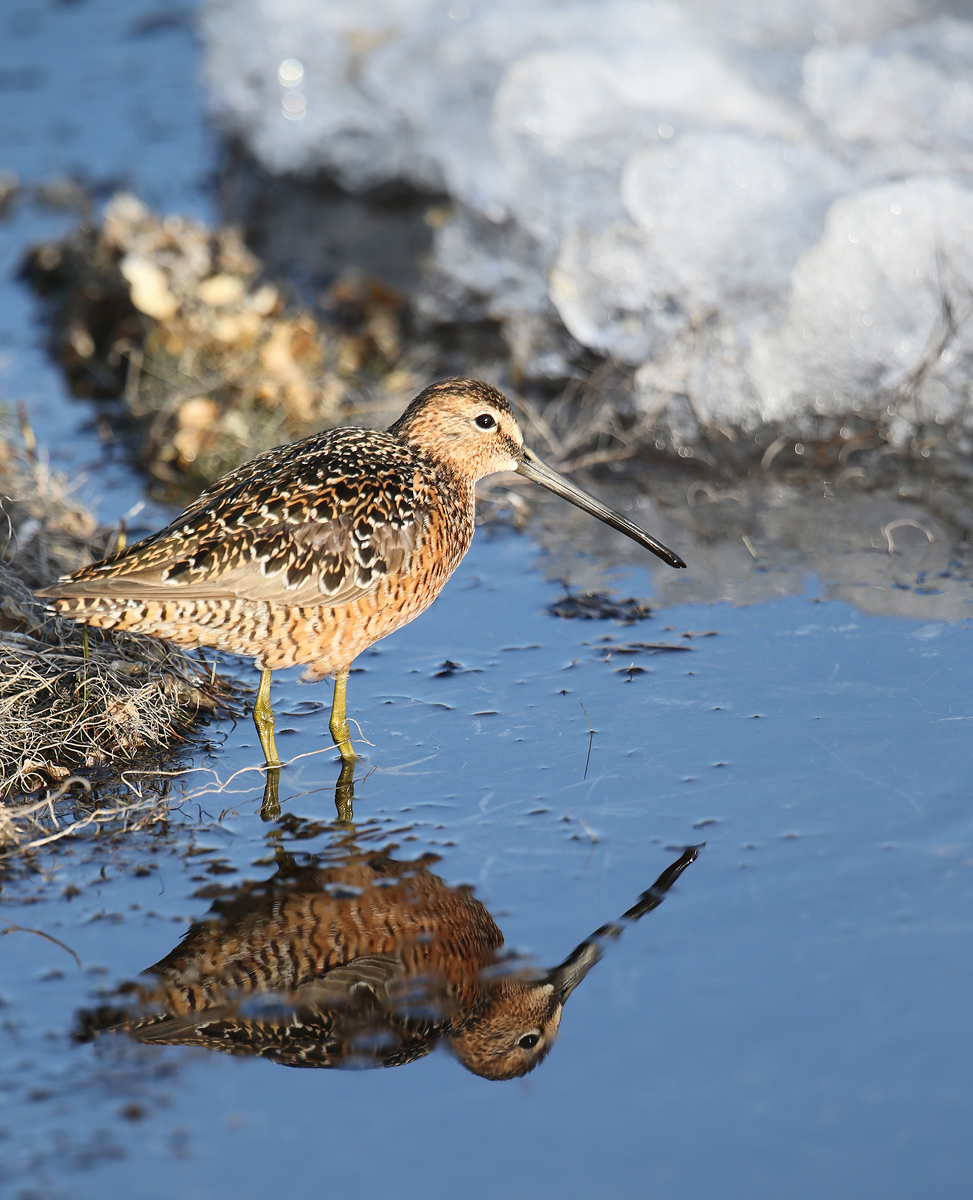 Long-billed Dowitcher