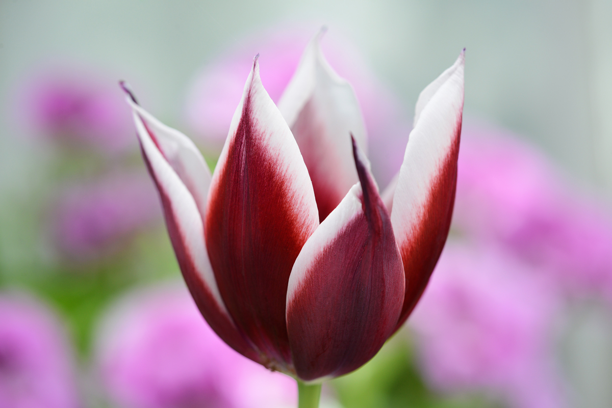 Tulip  closeup