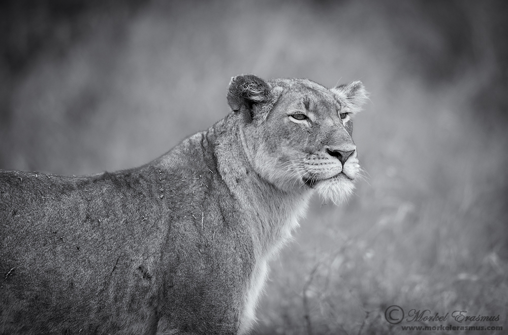 A Kruger Queen