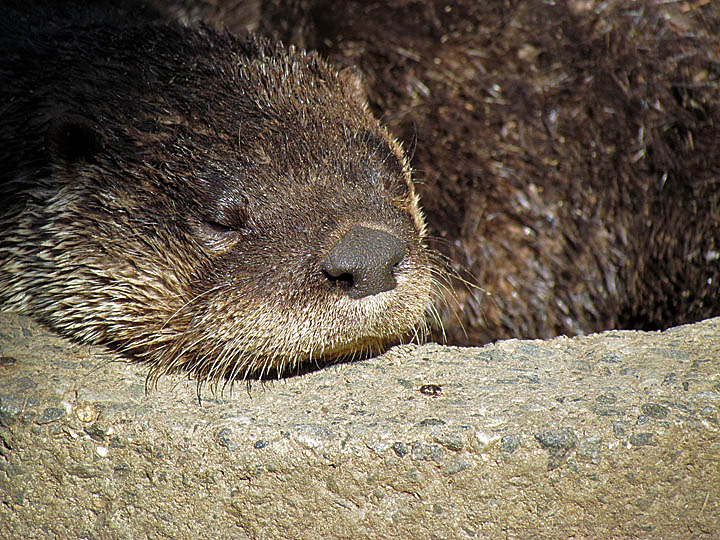 I otter take a nap...WC 585
