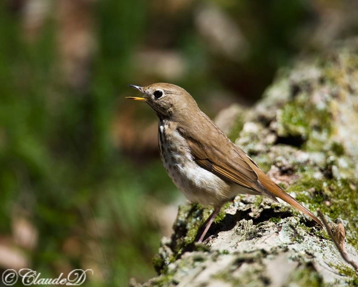 Hermit Thrush