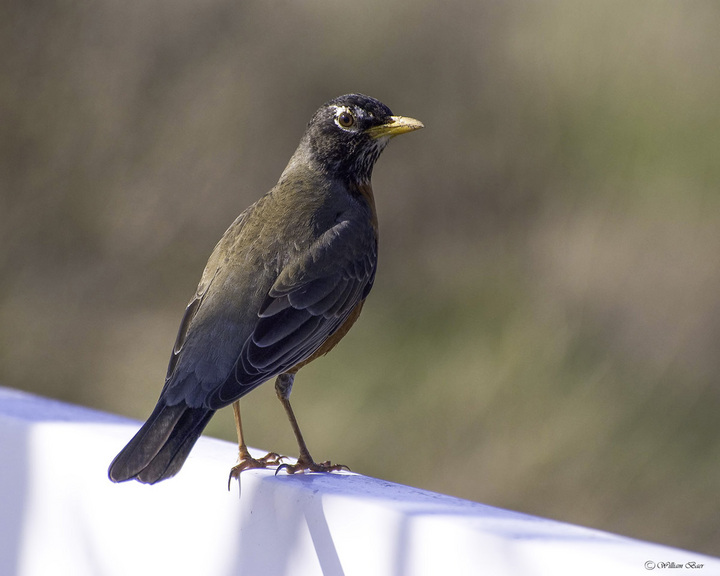 American Red Robin