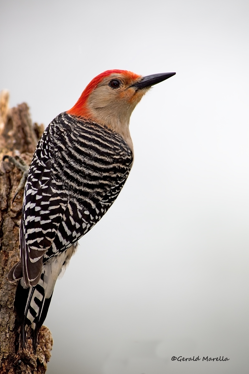 Red-bellied Woodpecker