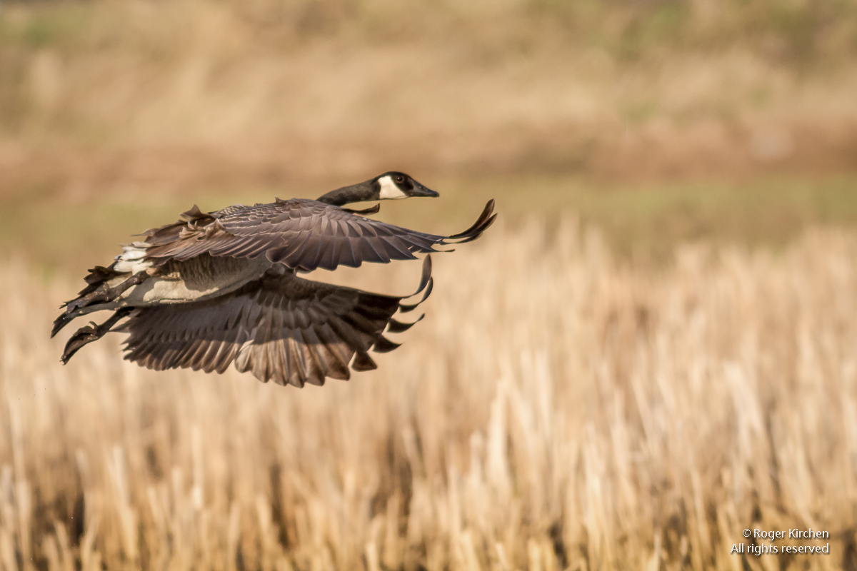 Cleared for landing