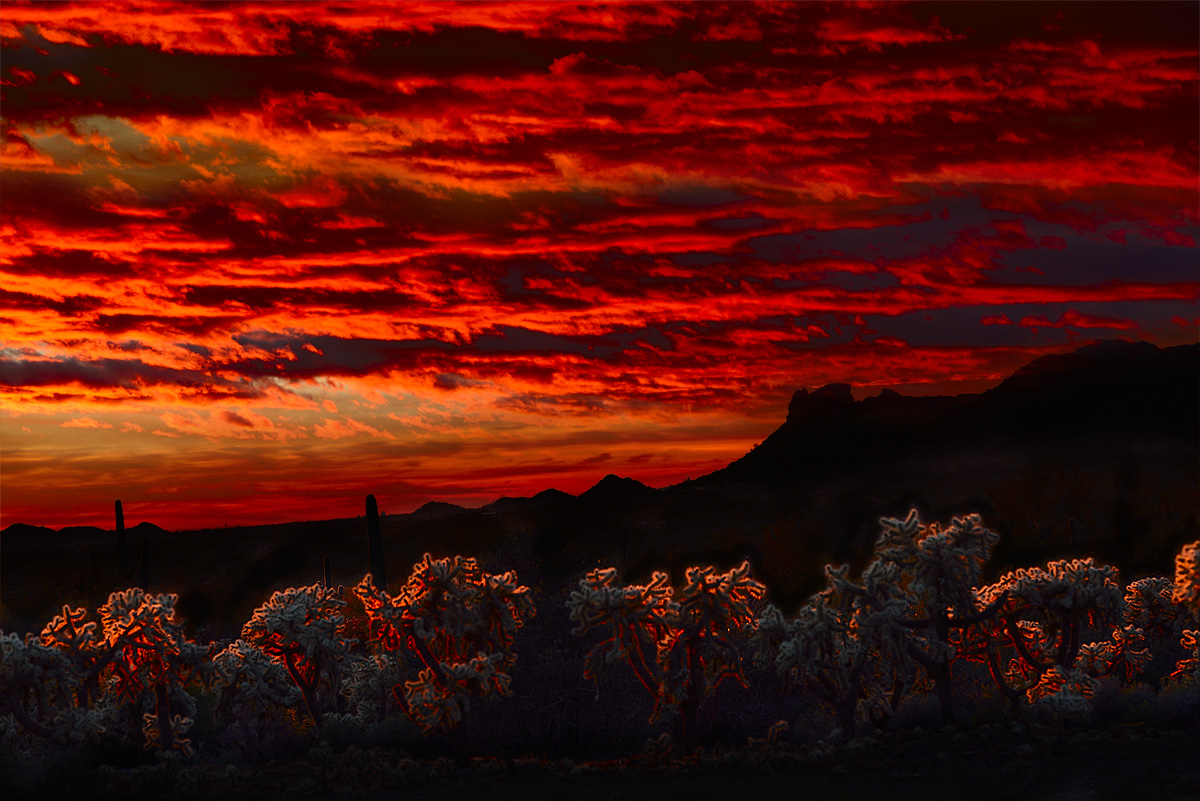 Cholla Sunset