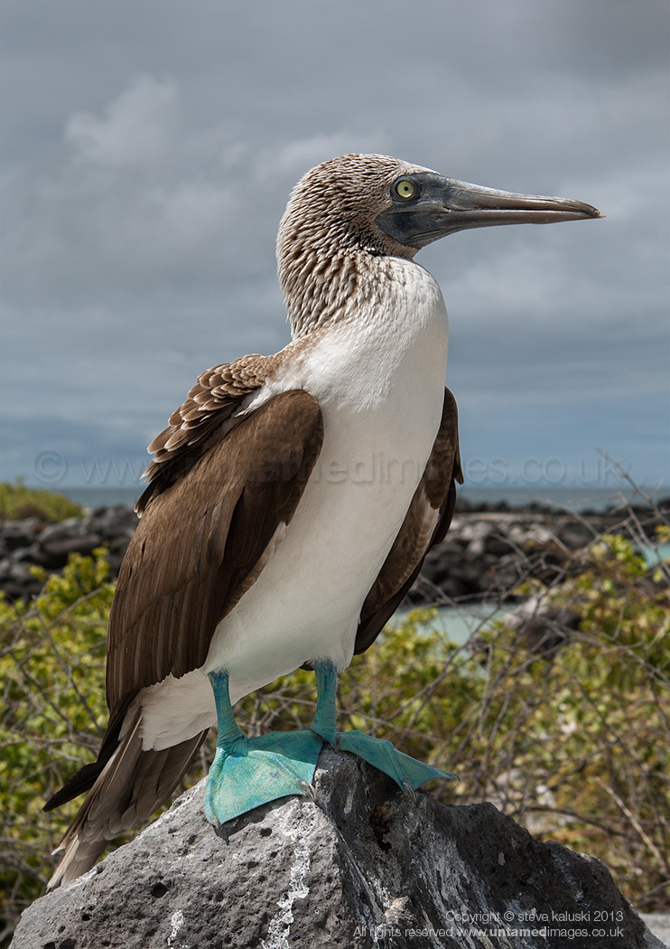 Blue-footed booby