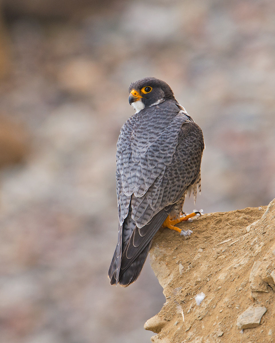 Peregrine Falcon