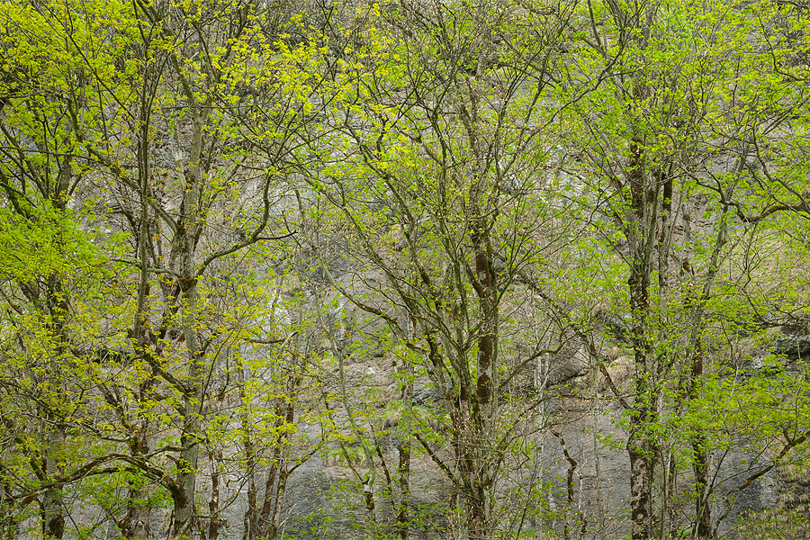 Spring Patterns