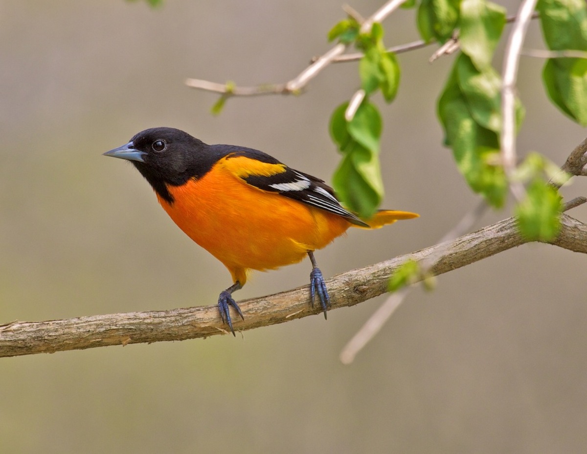 Baltimore Oriole